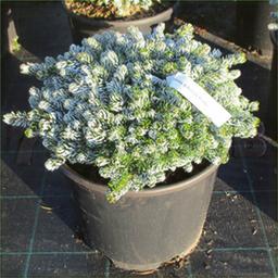 Пихта корейская Кохоутс Айс Брекер